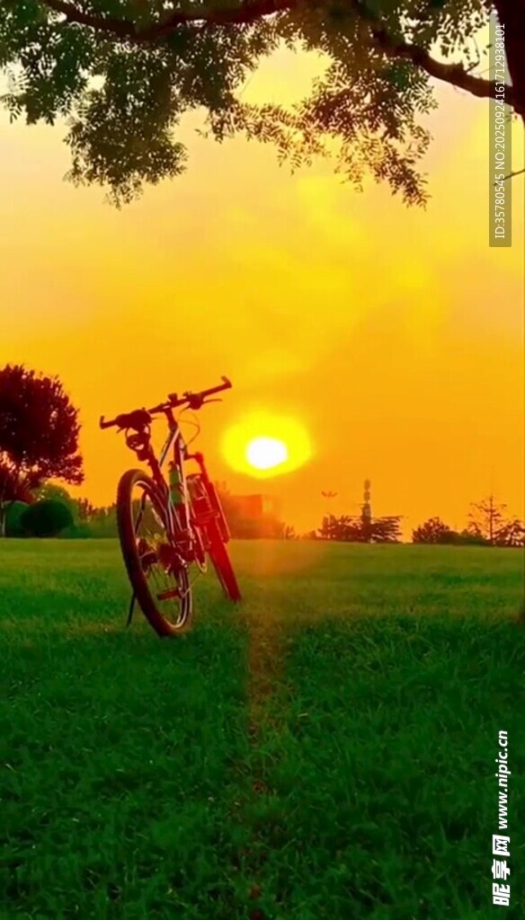 夕阳下草地旁的自行车