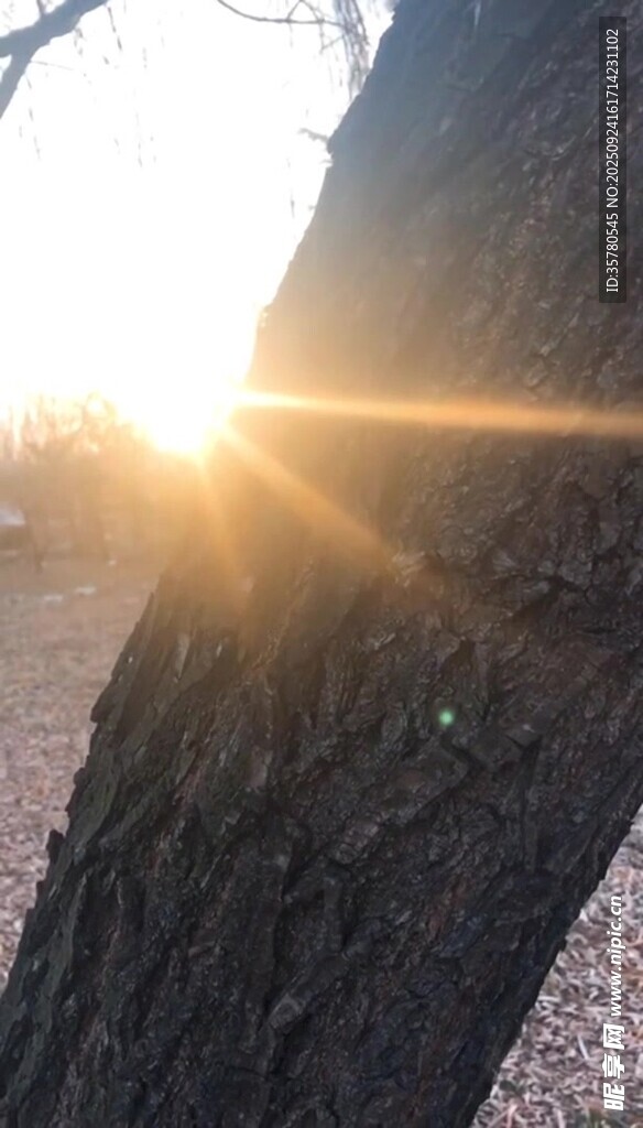 夕阳下树干的光影之美
