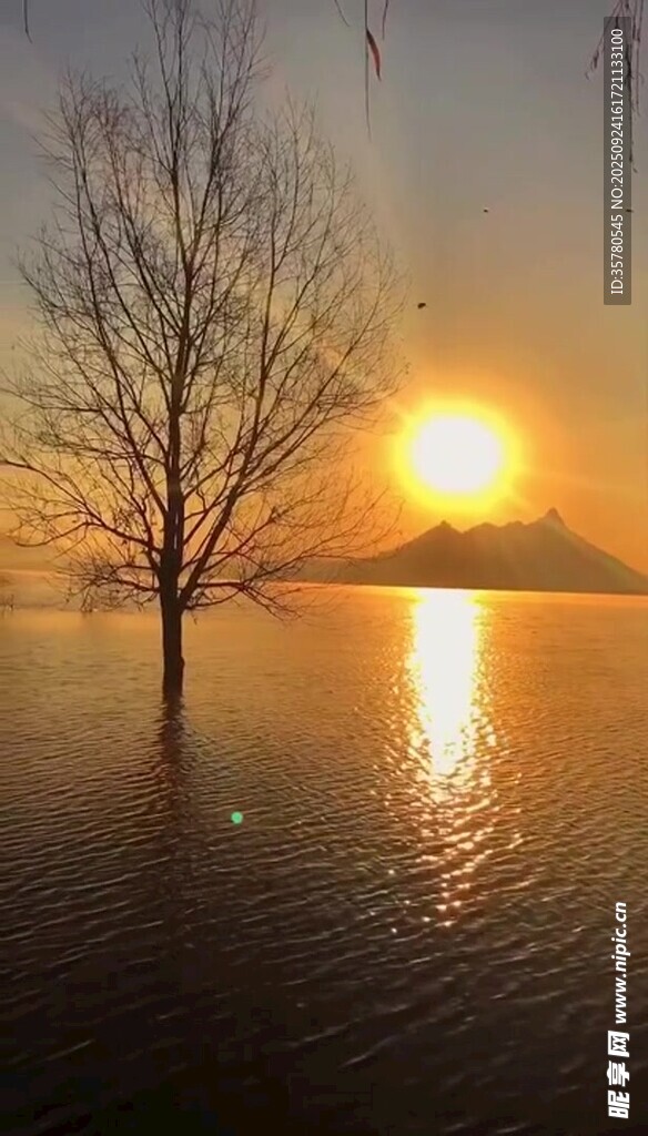 夕阳下湖畔孤树美景
