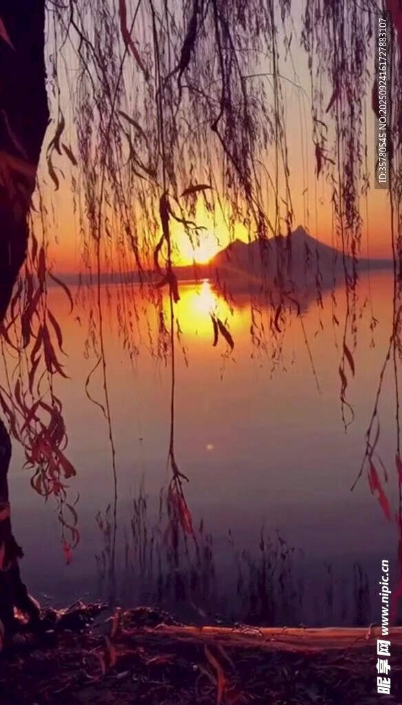 夕阳下的垂柳与平静湖面