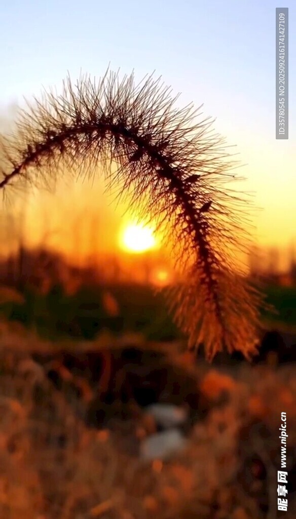 夕阳下的狗尾巴草美景