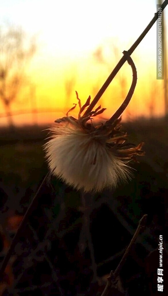 夕阳下的蒲公英