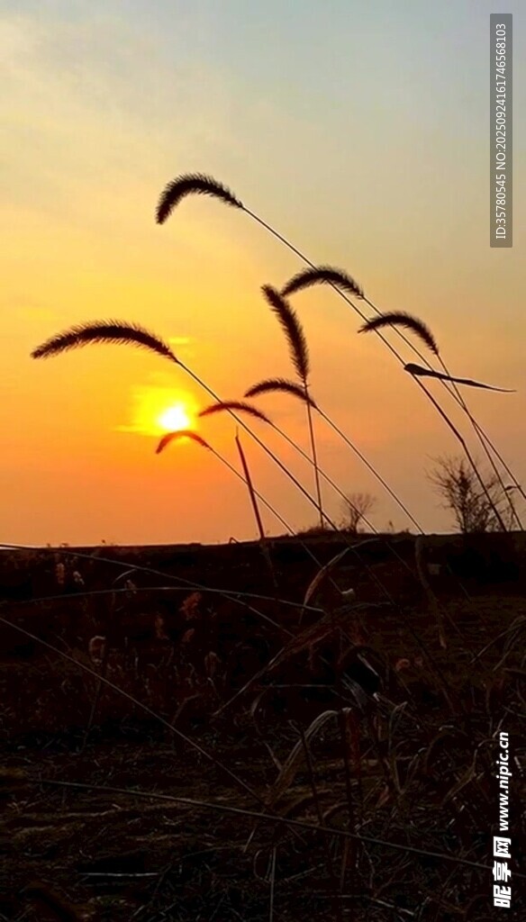 夕阳下的芦苇剪影