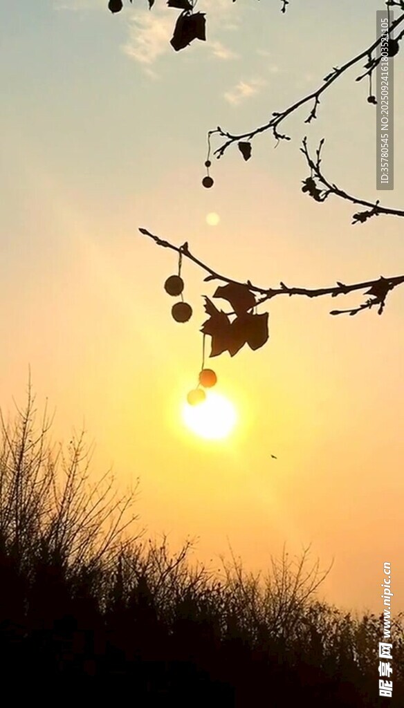 夕阳下的枝头剪影