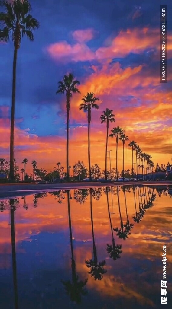 夕阳下的棕榈树与倒影