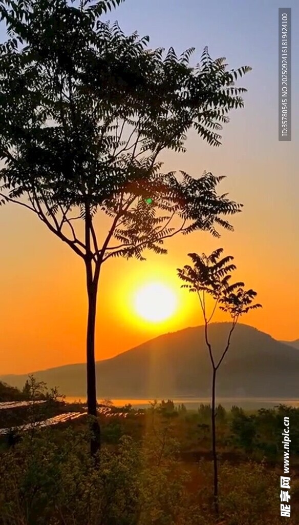 日出时分的树影与远山