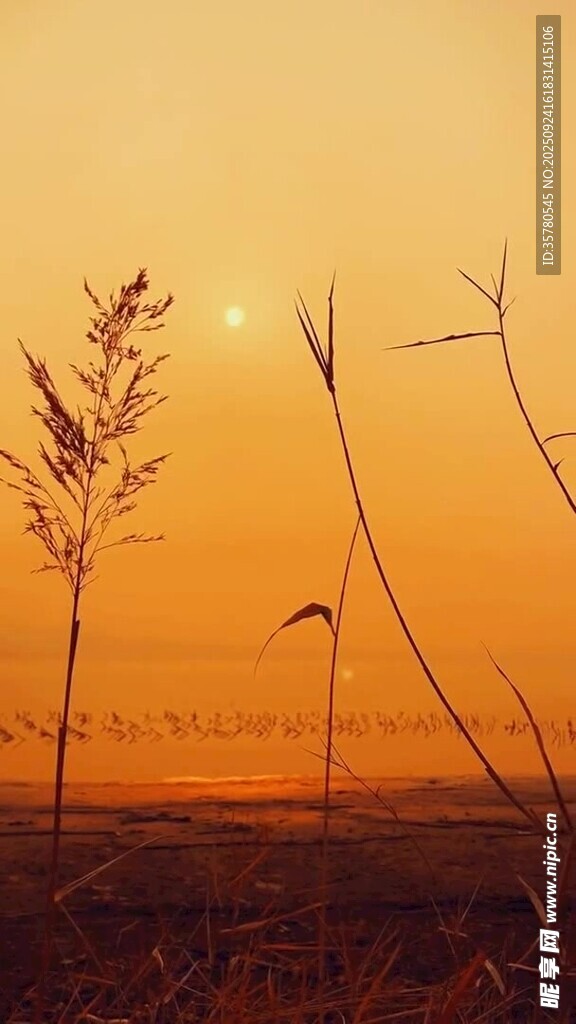 夕阳下的旷野植物景观