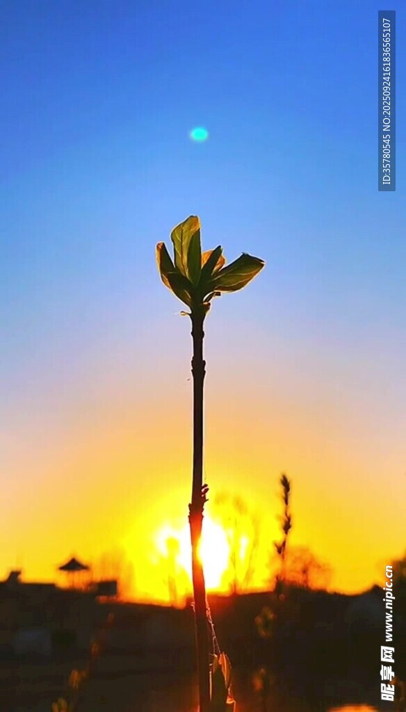 夕阳下的孤花