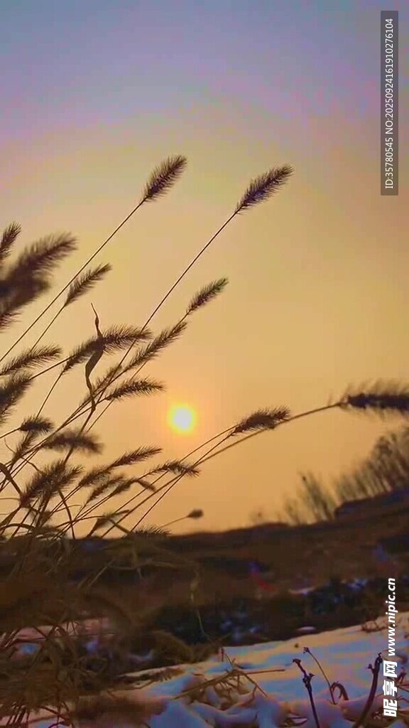 夕阳下的芦苇美景