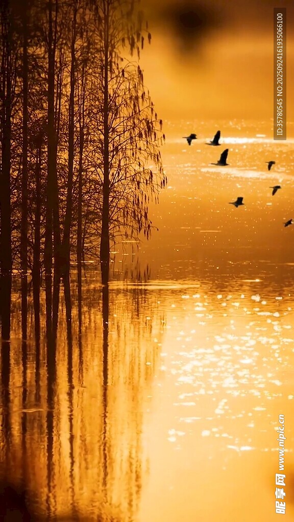 夕阳湖畔飞鸟美景图