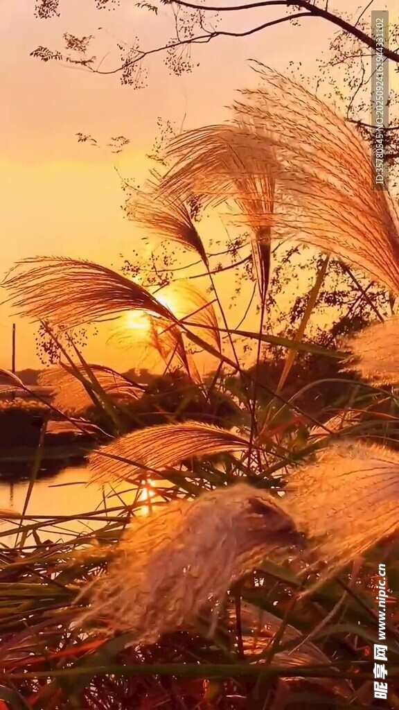 夕阳下的芦苇美景