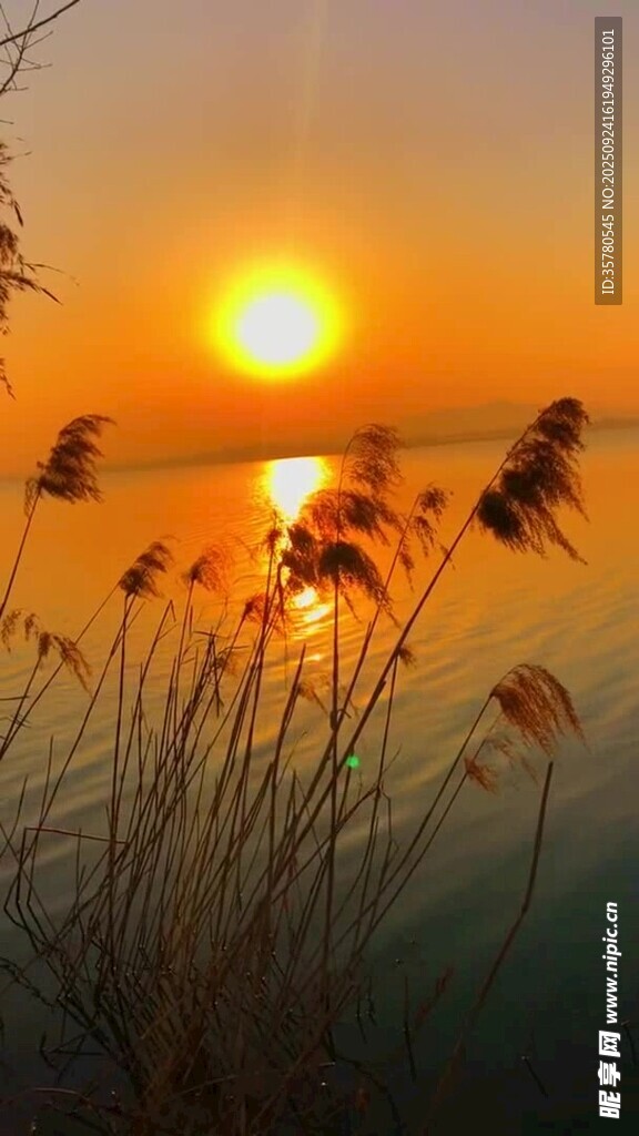 夕阳下的芦苇美景