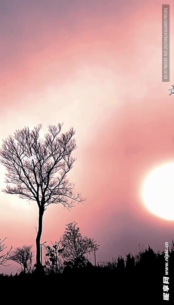 夕阳下的孤树剪影