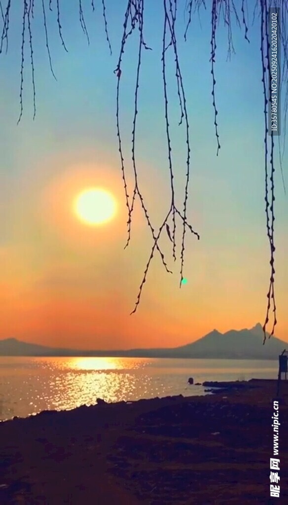 夕阳下的湖畔垂柳美景