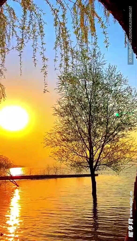 湖畔夕阳垂柳美景