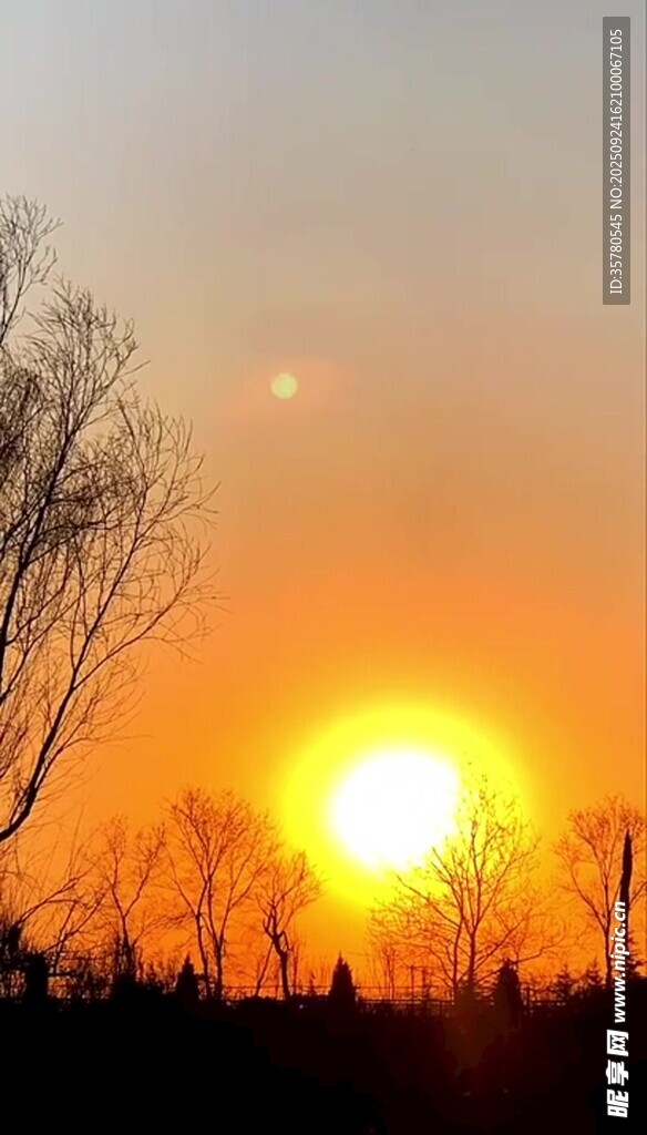 夕阳下的树木剪影
