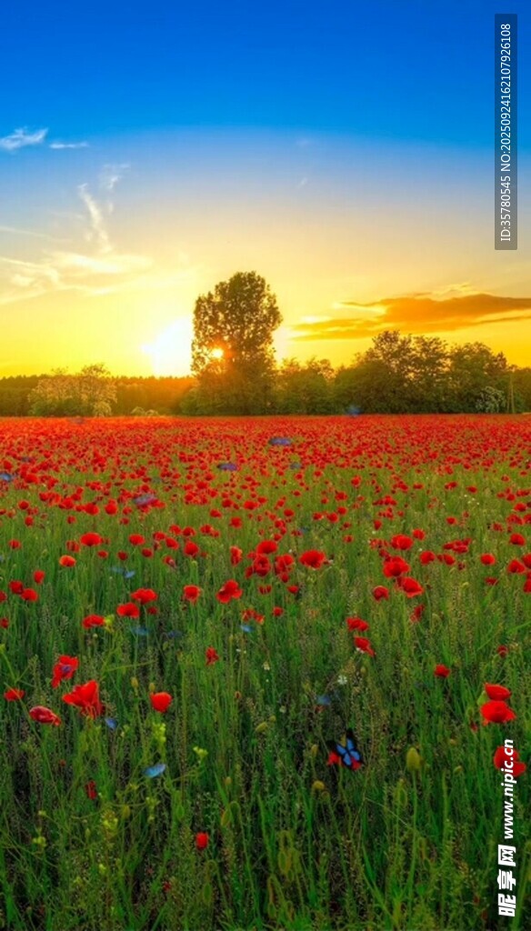 夕阳下的红色花海