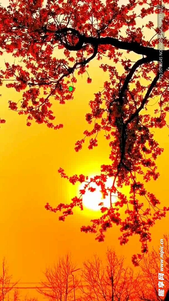 夕阳下的红树枝桠