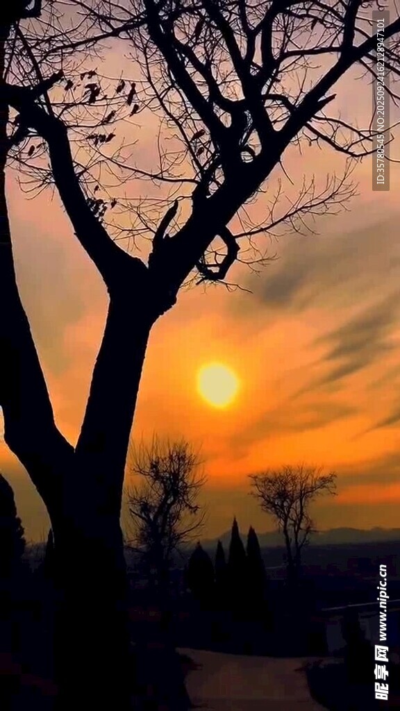 夕阳下的孤树剪影