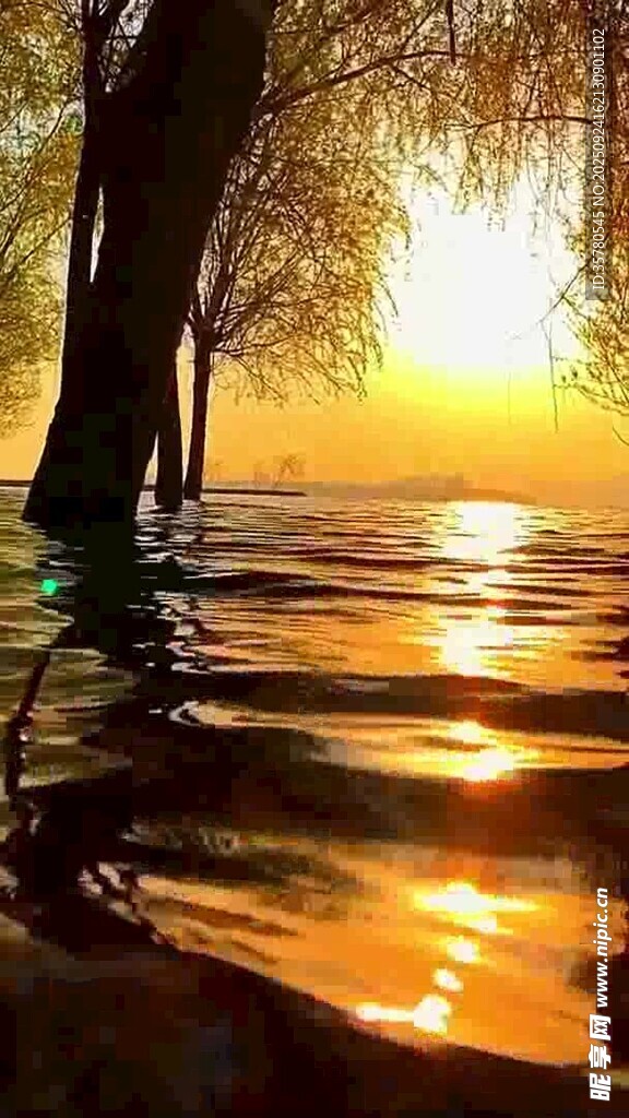 夕阳下的水边树木美景