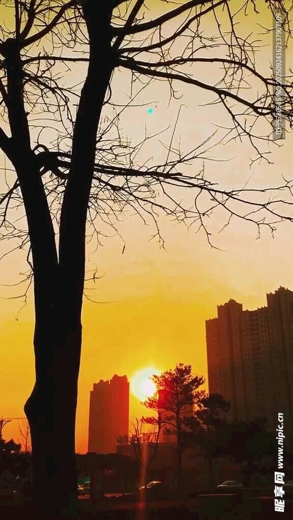 夕阳下的树与城市剪影