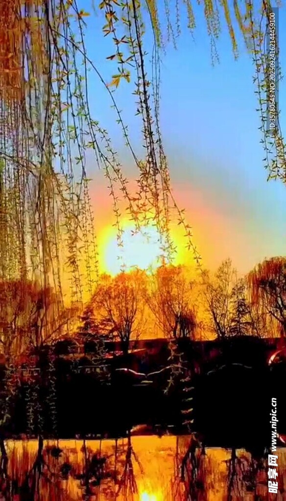 夕阳下的垂柳湖景