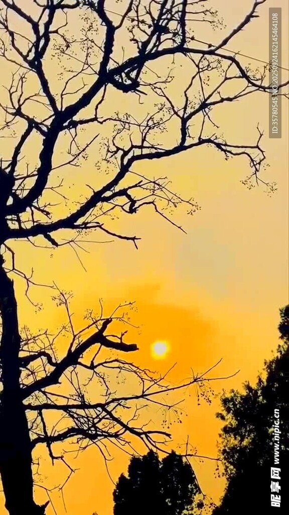 夕阳下的枯树剪影