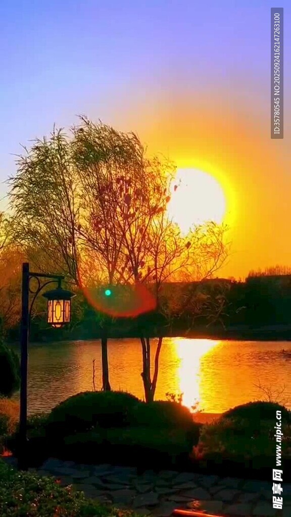 湖畔夕阳下的孤独树木