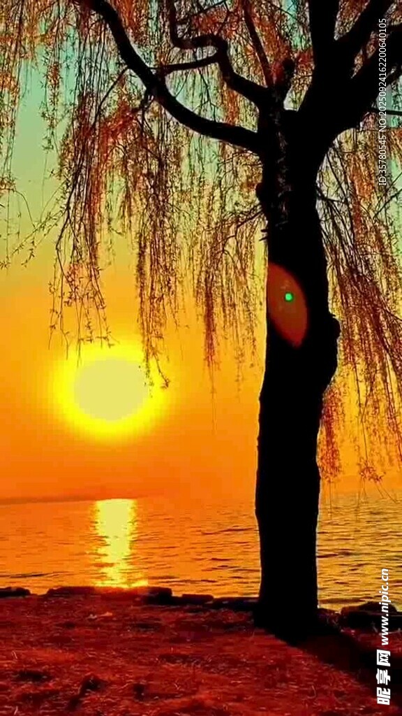 夕阳下的孤树与海滨美景