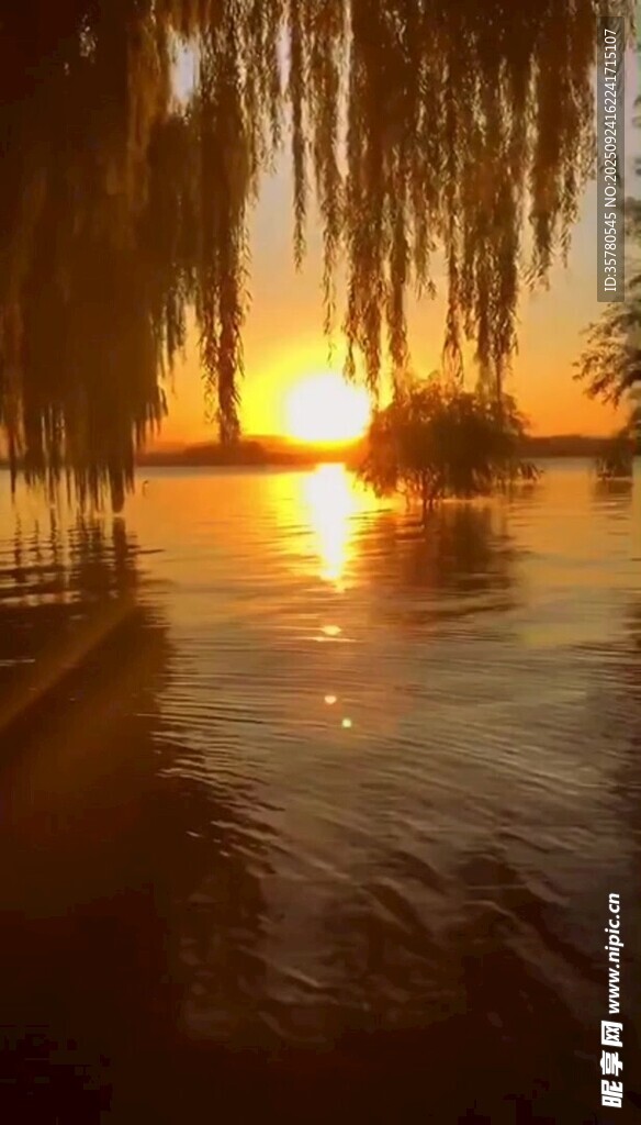 夕阳下的湖畔垂柳美景