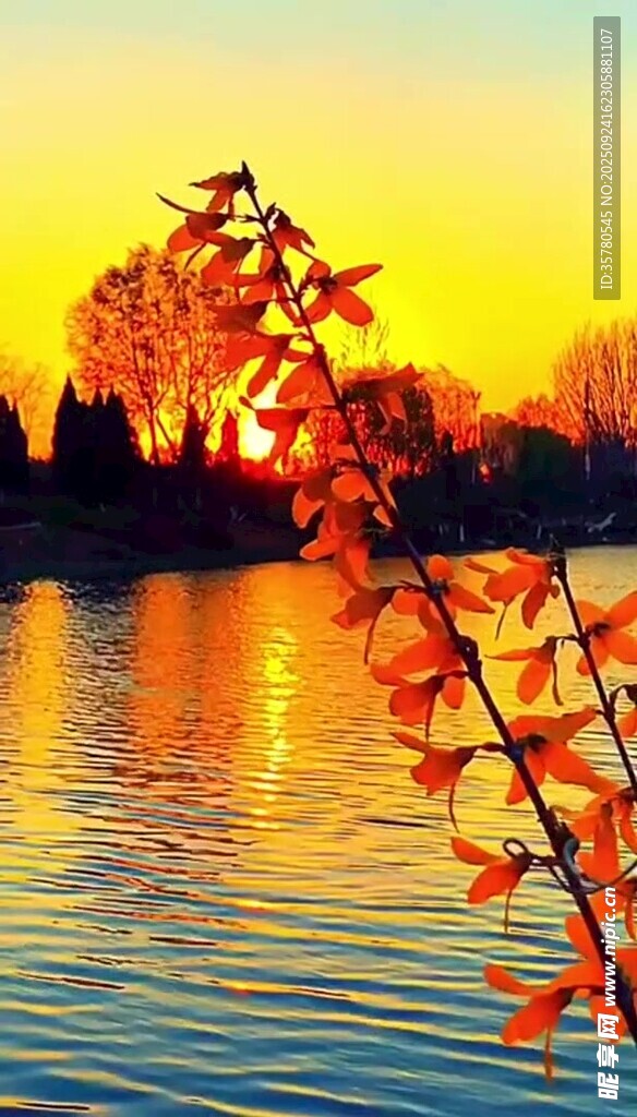 夕阳下湖畔枝叶美景
