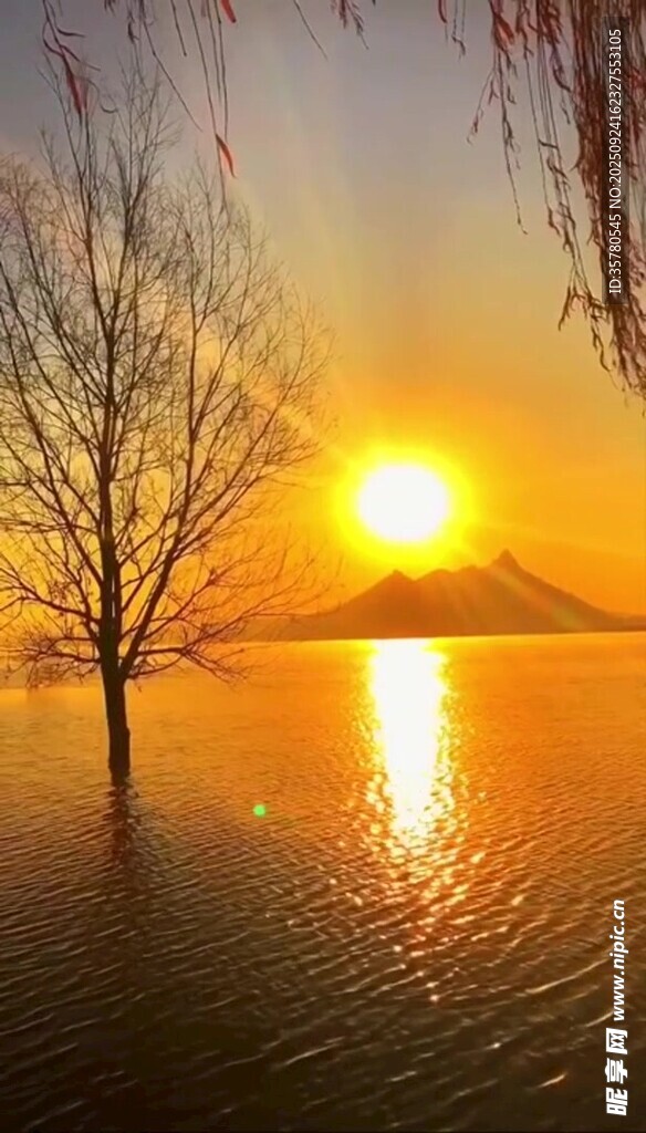 夕阳下湖畔孤树美景