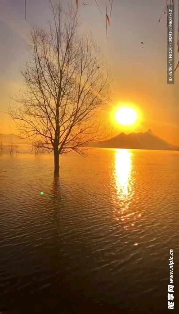 夕阳下孤树映于水面