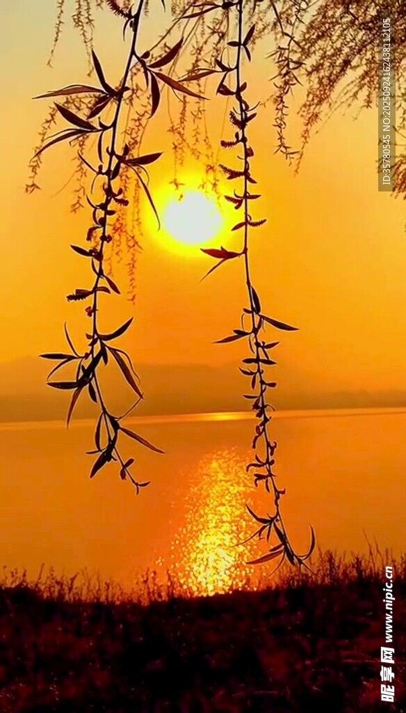夕阳下垂柳剪影美景