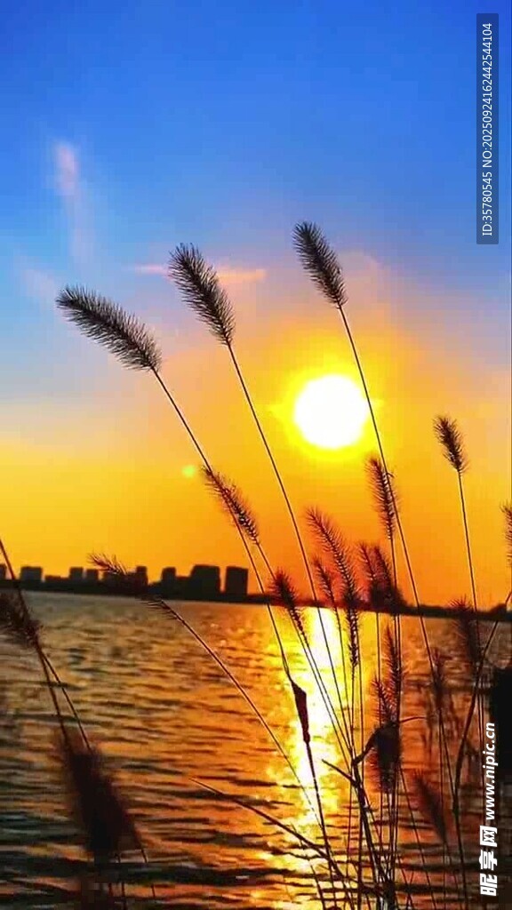 夕阳下的湖畔芦苇美景