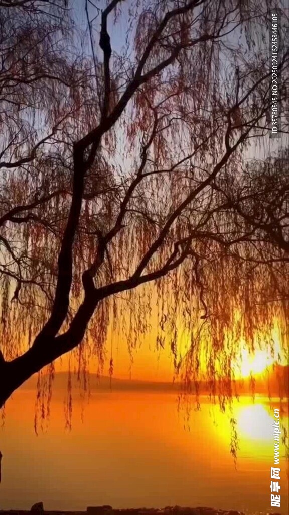 夕阳下的垂柳美景