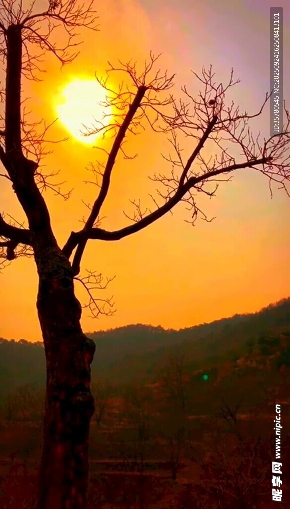 夕阳下的孤树