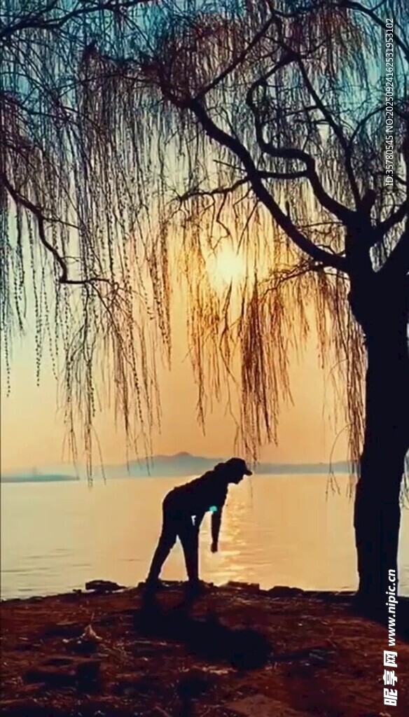 夕阳下的孤狼与垂柳树