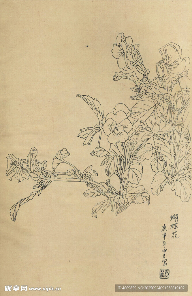手绘花卉图稿