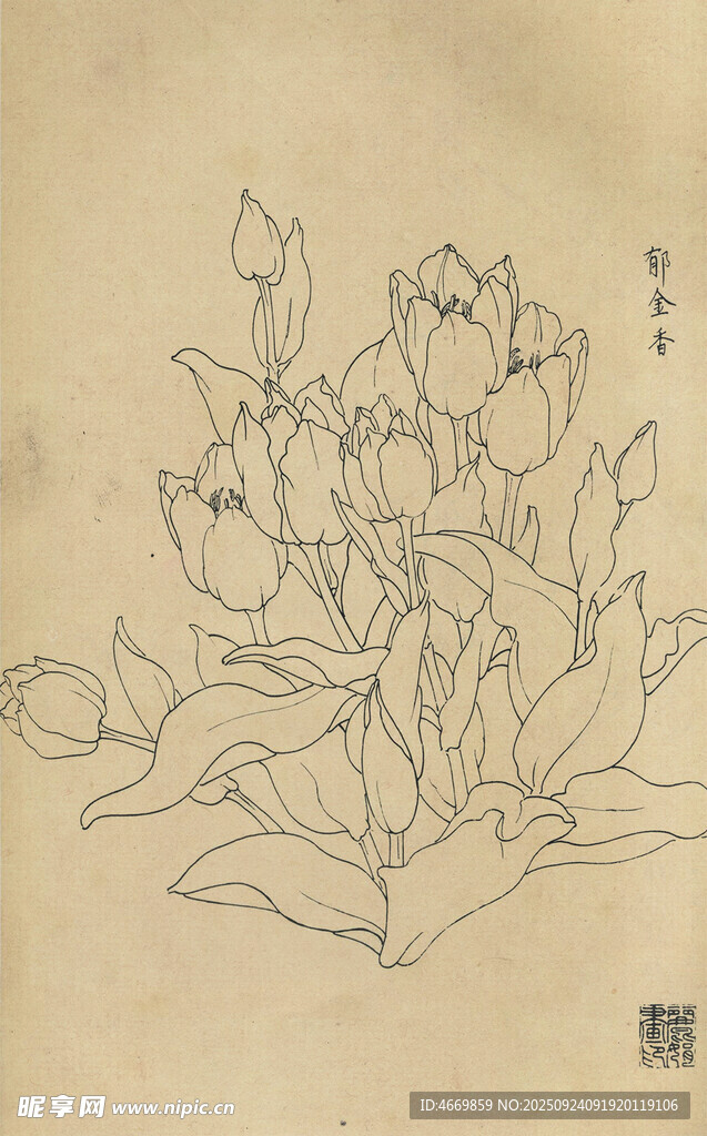 传统花卉线描图