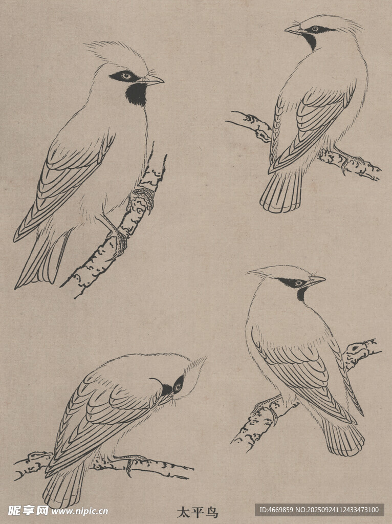 鸟类素描图