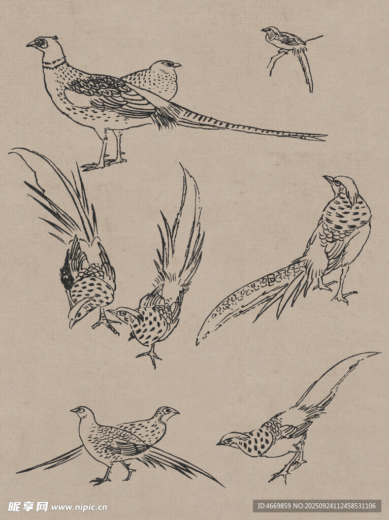 鸟类素描手绘素材集