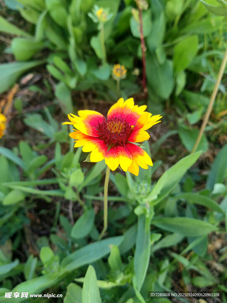 娇艳双色花朵绽放绿意间