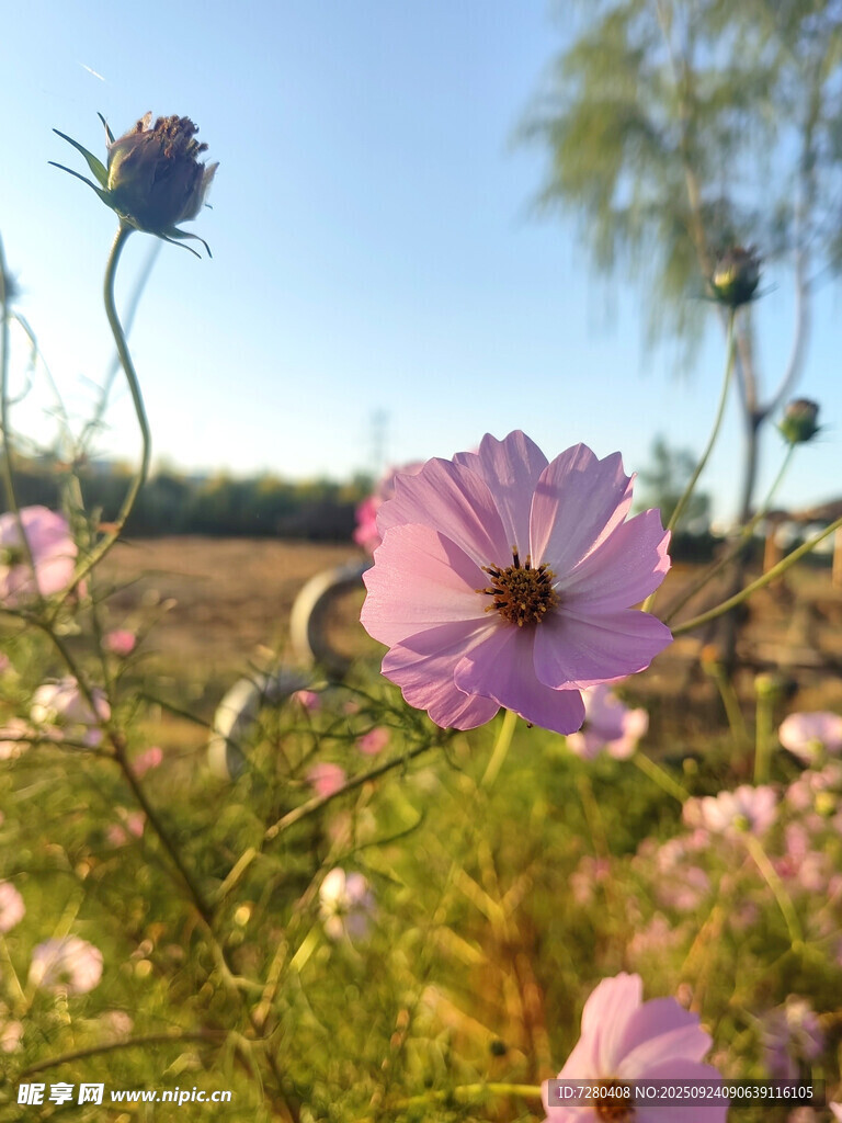 田野中的美丽波斯菊