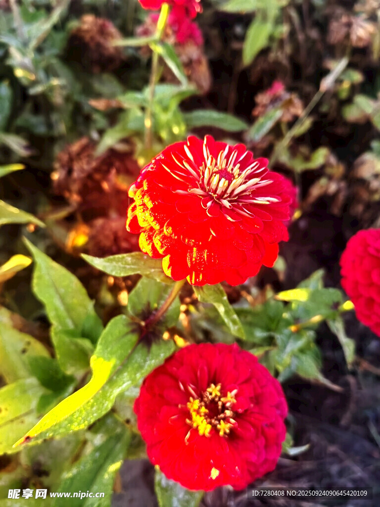 鲜艳红花绽放绿叶间