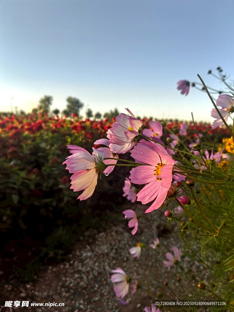 格桑花