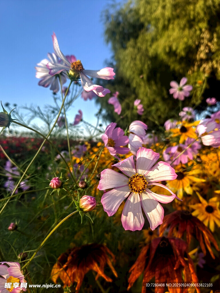 格桑花