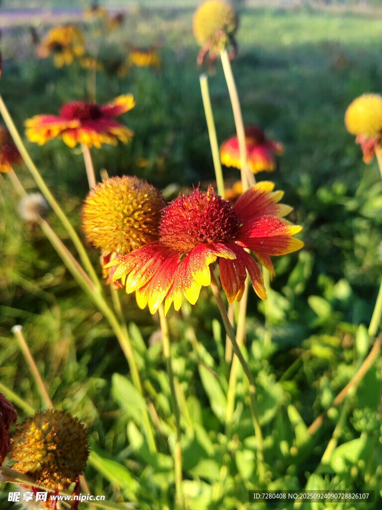 夏日艳丽天人菊绽放