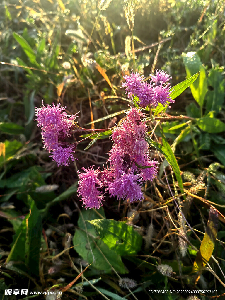 阳光下的紫花植物