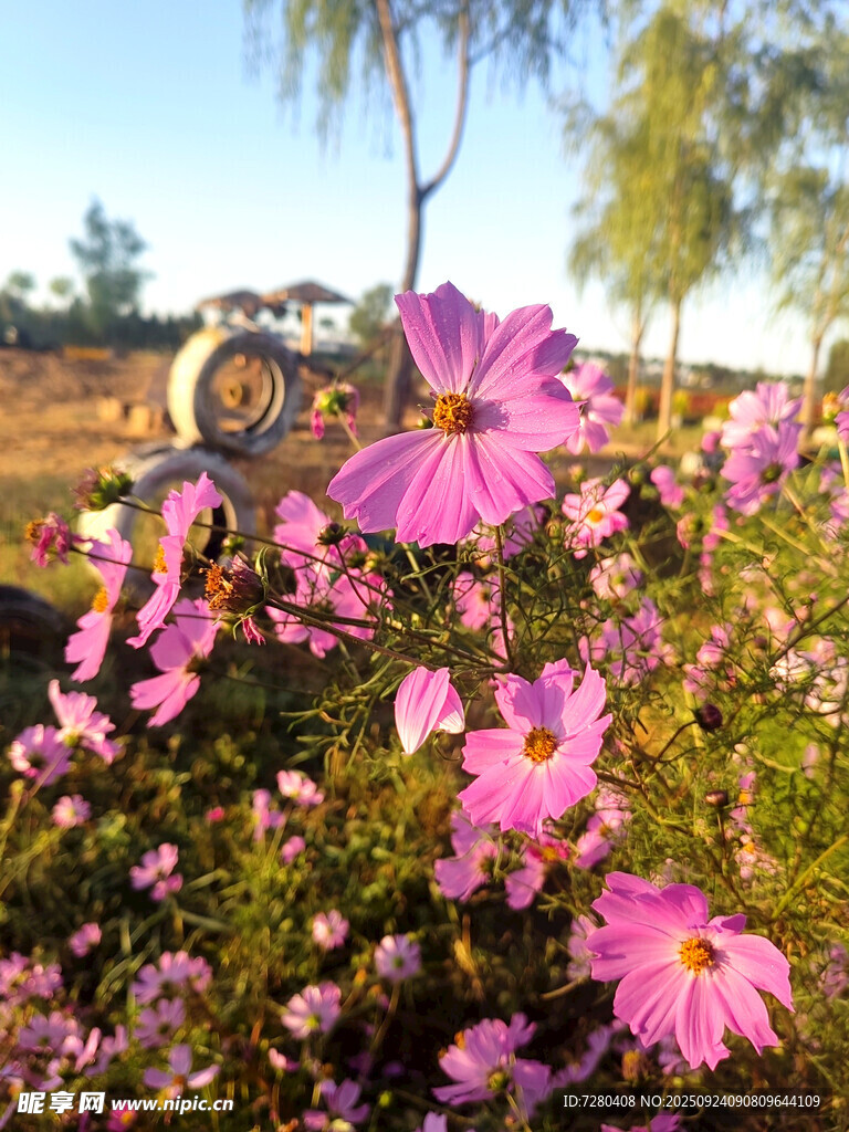 格桑花
